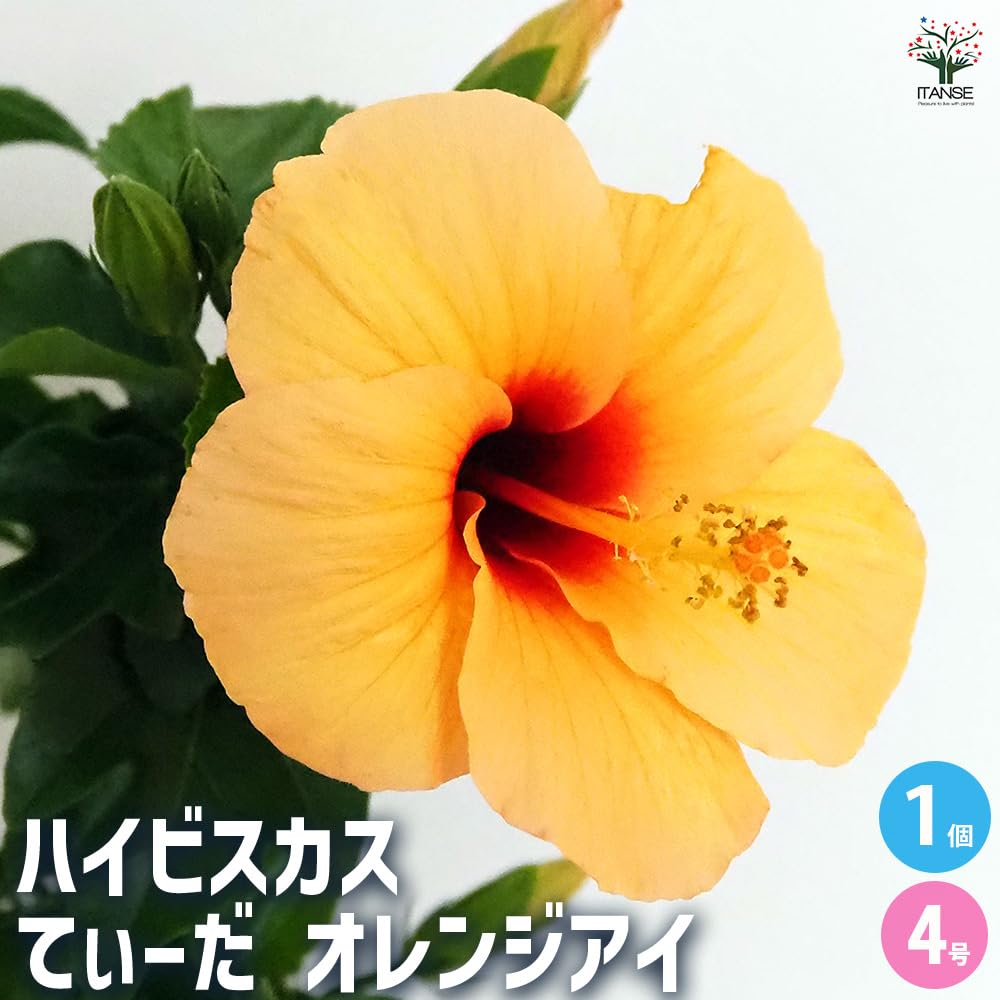 Amazon.co.jp: ITANSE ハイビスカス てぃーだ オレンジ